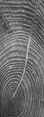photo of concentric circles of a cross section of tree trunk